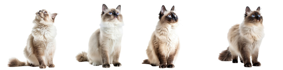 Cat PNG set - standing photo of happy Birman isolated transparent background