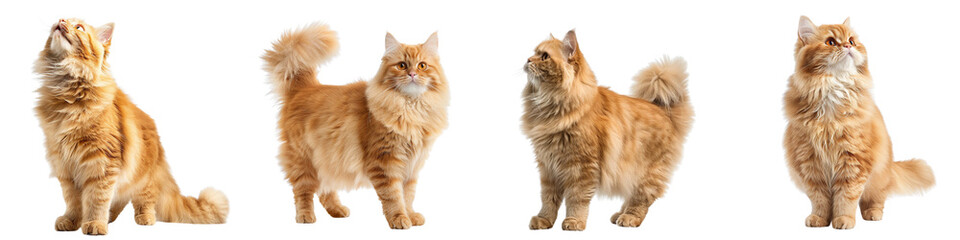 Cat PNG set - standing photo of happy British Longhair isolated transparent background
