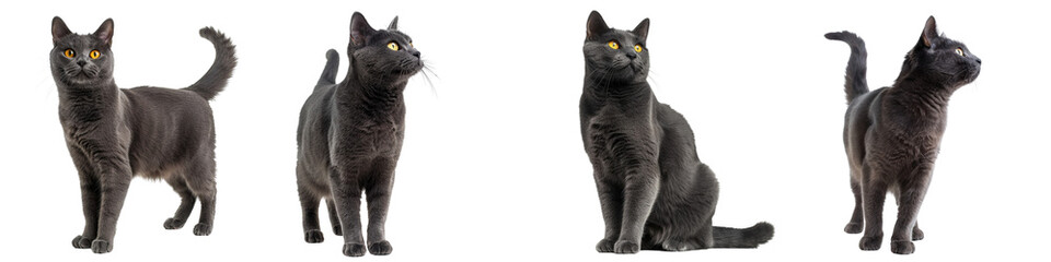 Cat PNG set - standing photo of happy Chartreux isolated transparent background