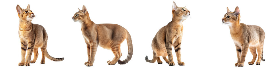 Cat PNG set - standing photo of happy Chausie isolated transparent background