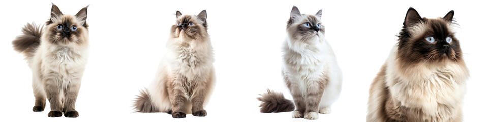 Cat PNG set - standing photo of happy Himalayan cat isolated transparent background