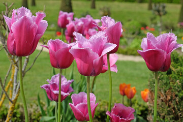 Purple and pink fringed tulip, tulips ‘Louvre’ in flower.