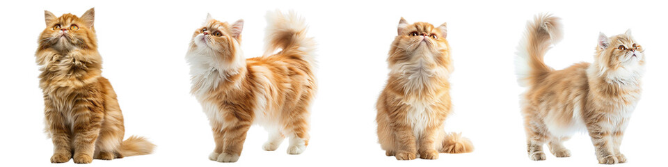 Cat PNG set - standing photo of happy Persian cat isolated transparent background