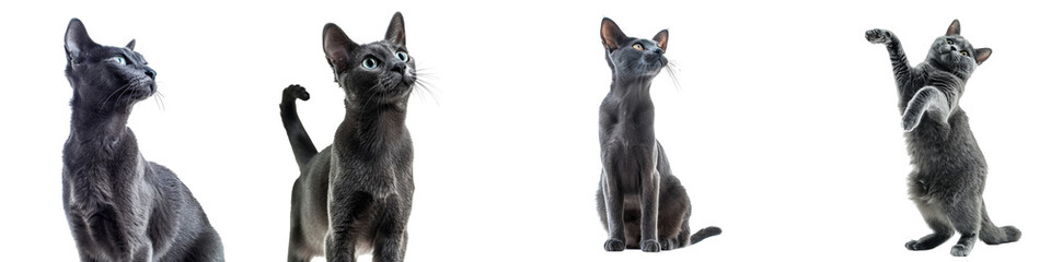 Cat PNG set - standing photo of happy Russian Blue isolated transparent background