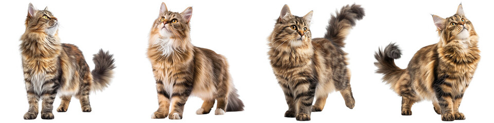 Cat PNG set - standing photo of happy Siberian cat isolated transparent background