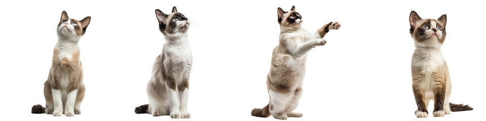 Cat PNG set - standing photo of happy Snowshoe cat isolated transparent background