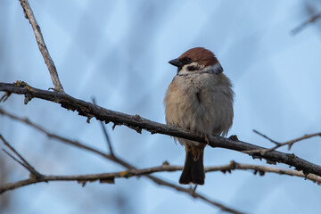 sparrow on a tree