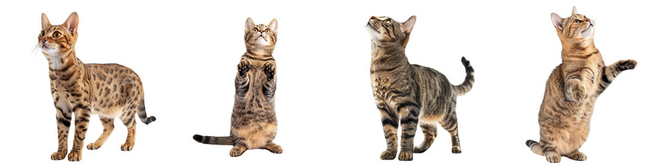 Cat PNG set - standing photo of happy Sokoke cat isolated transparent background