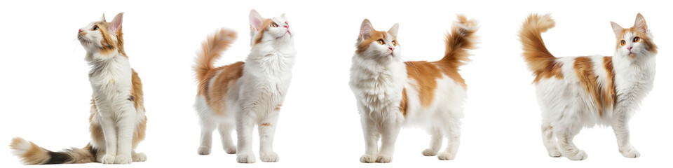 Cat PNG set - standing photo of happy turkish van cat isolated transparent background
