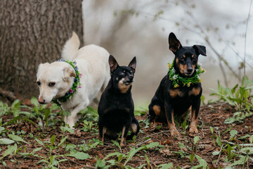 Three little dogs in flowers in spring