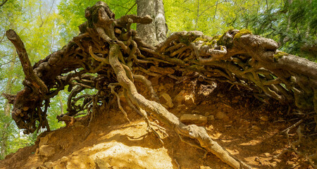 Tree roots in the forest. Tree roots