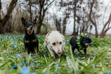 Three little dogs in flowers in spring