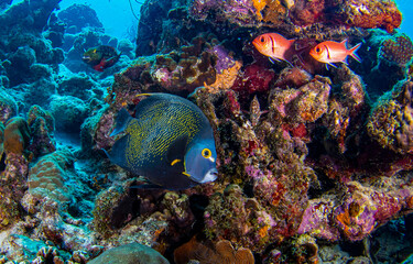Underwater coral reef with coral fishes. Underwater world