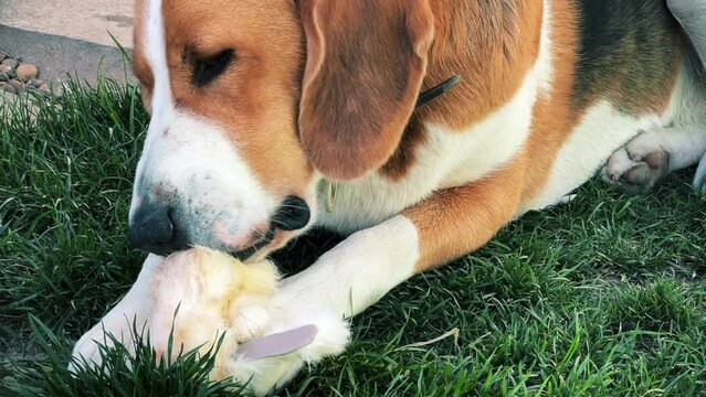 A tricolor dog is enthusiastically gnawing on a soft toy on a green lawn. A high quality. Close-up. Horizontal video