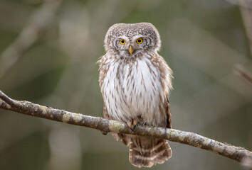 Eurasian Pigmy Owl in a fir grove in spring 
