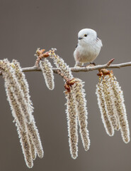 Long-tailed Tit in the forest on early spring