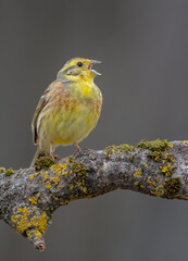 Yellowhammer  - male in spring at a wet forest