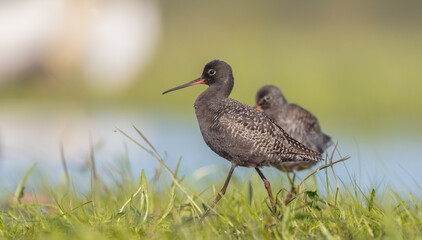 Spotted redshank  - in spring feeding at wetland  on the migration way