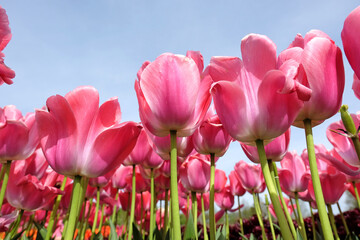 Salmon pink Darwin hybrid tulip, tulipa ‘Pink Impression’ in flower, with a blue sky background.