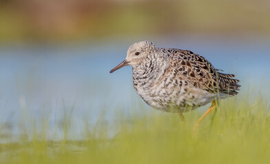 Ruff - male bird at a wetland on the mating season in spring