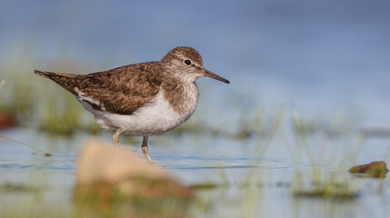 Common Sandpiper - feeding at a shore of lagoon on spring migration way