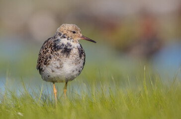 Ruff - male bird at a wetland on the mating season in spring