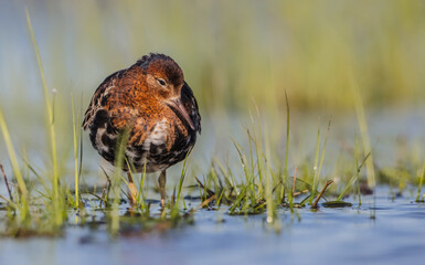 Ruff - male bird at a wetland on the mating season in spring