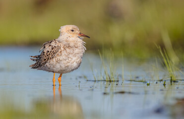 Ruff - male bird at a wetland on the mating season in spring