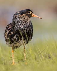 Ruff - male bird at a wetland on the mating season in spring