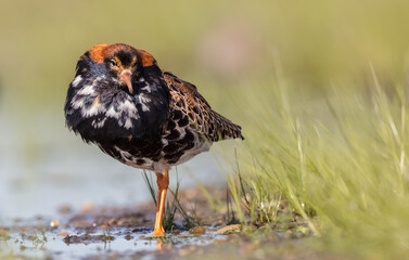 Ruff - male bird at a wetland on the mating season in spring