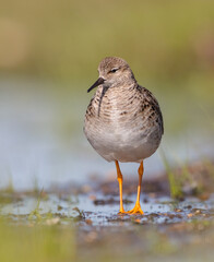 Ruff -  female feeding at the wetland on the mating season in spring