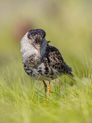 Ruff - male bird at a wetland on the mating season in spring