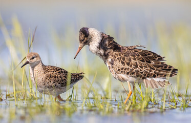  The ruff - pair at wetland on a mating season in spring