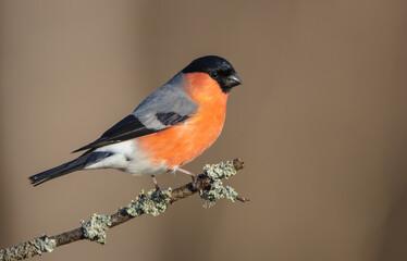 Eurasian Bullfinch - male at a wet forest in spring