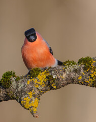 Eurasian Bullfinch - male at a wet forest in spring