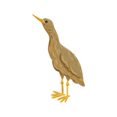 vector drawing great bittern, wild bird isolated at white background, hand drawn illustration