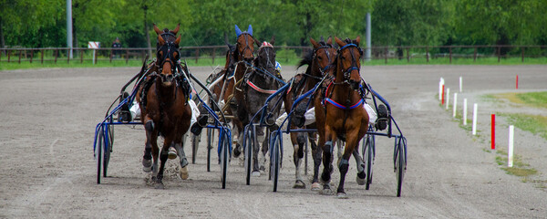 Racing horses trots and rider on a track of stadium. Competitions for trotting horse racing. Horses compete in harness racing. Horse runing at the track with rider.
