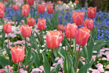 Fototapeta premium Apricot pink Fosteriana hybrid tulip, tulipa ‘Poco Loco’ in flower, naturalised in a bed of forget me nots.