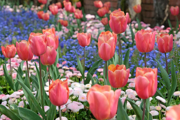Apricot pink Fosteriana hybrid tulip, tulipa ‘Poco Loco’ in flower, naturalised in a bed of forget me nots.