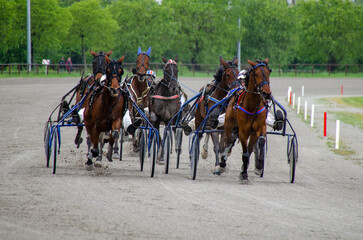 Racing horses trots and rider on a track of stadium. Competitions for trotting horse racing. Horses compete in harness racing. Horse runing at the track with rider.
