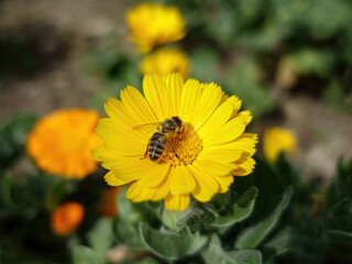 Close-up of bee on yellow flower, bee is pollinating the flower