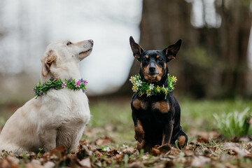 Two small dogs in flowers in spring
