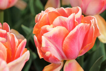 Cream, pink and yellow double tulip, tulip ‘foxy foxtrot’ in flower.