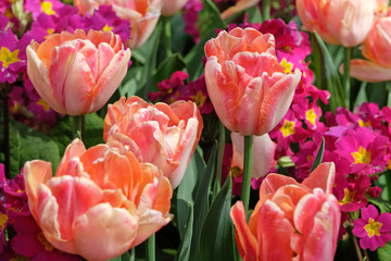 Cream, pink and yellow double tulip, tulip ‘foxy foxtrot’ in flower.