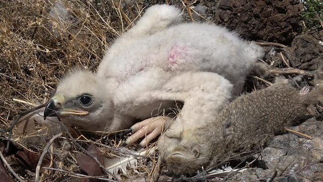 Kalmykia. Reserve "Black Lands". Young eagle chick.