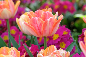 Cream, pink and yellow double tulip, tulip ‘foxy foxtrot’ in flower.