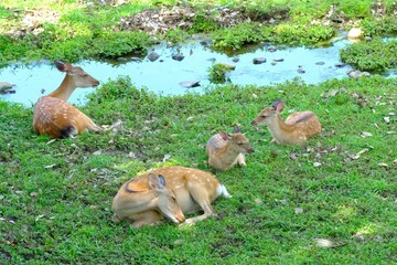 group of deer in green field,Nara,Japan	
