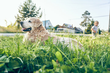 Beautiful happy dog, golden retriever is lying on the green grass next to the road. Dog is happily lying, smiling with his tongue hanging out. Child is playing with dog. Background with copy space.