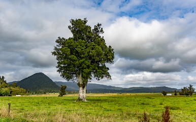 New Zealand, single tree
