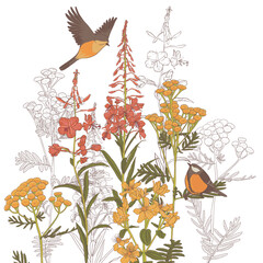 fireweed, red willowherb and tansy, field flowers and birds, vector drawing wild plants at white background, flowering meadow , hand drawn natural illustration